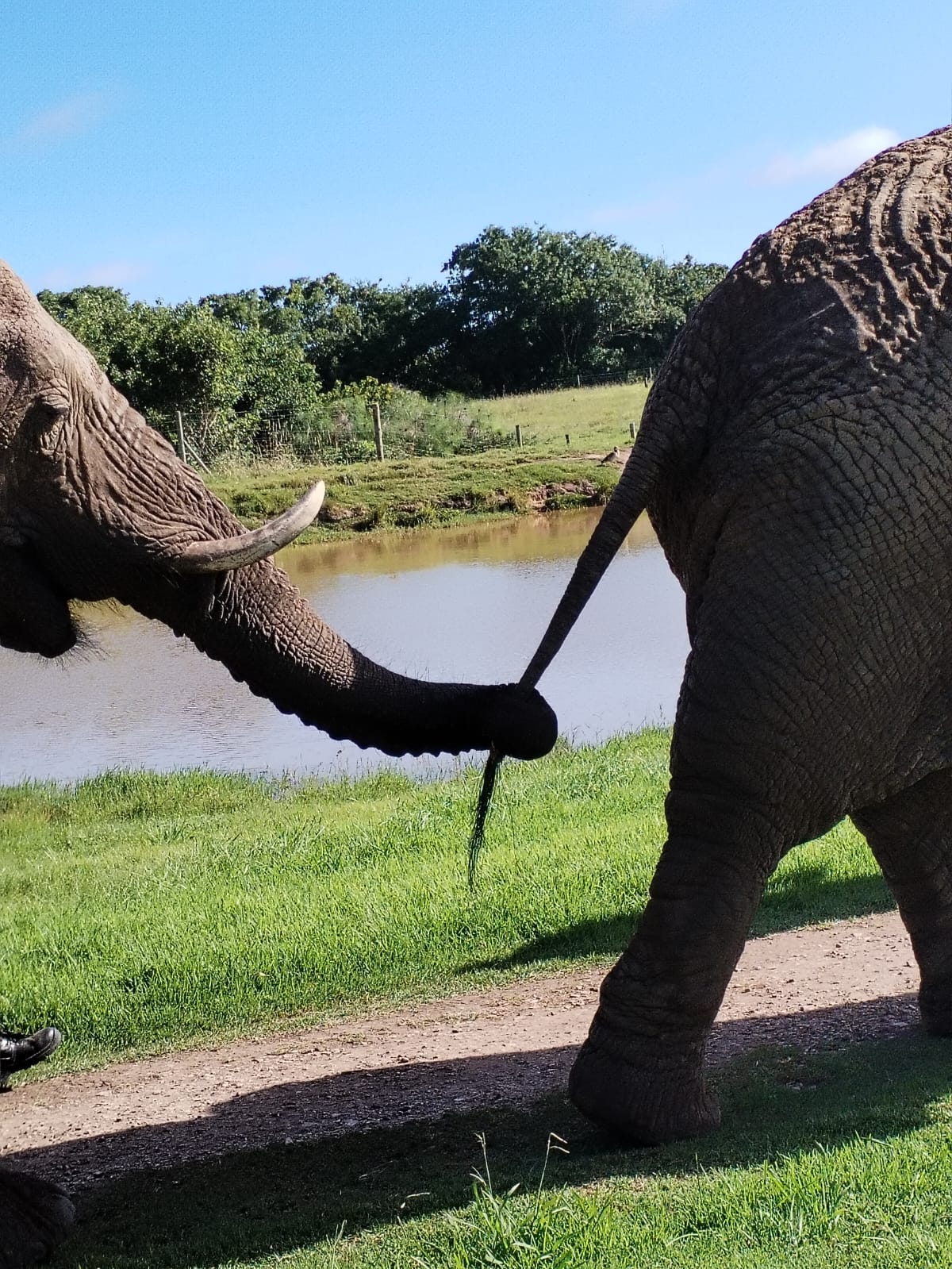 Les éléphants Paysage apaisant, une lac et des arbres en automne